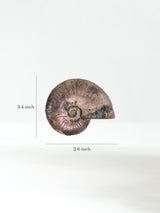 Iridescent Ammonite E Dimension | Cg862