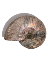 Iridescent Ammonite G | Cg864