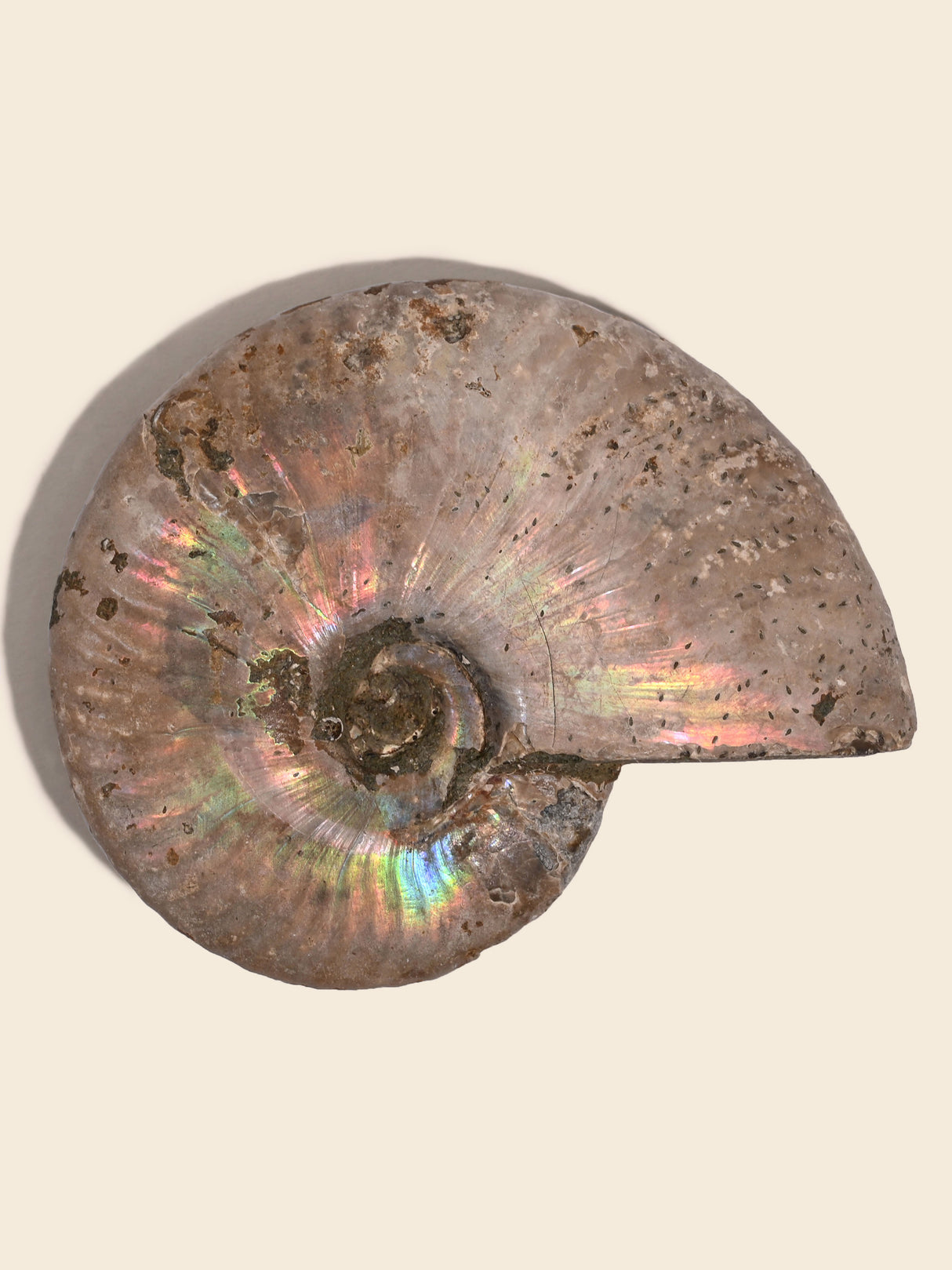 Iridescent Ammonite