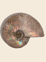 Iridescent Ammonite