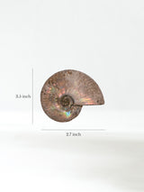 Iridescent Ammonite G Dimension | Cg864