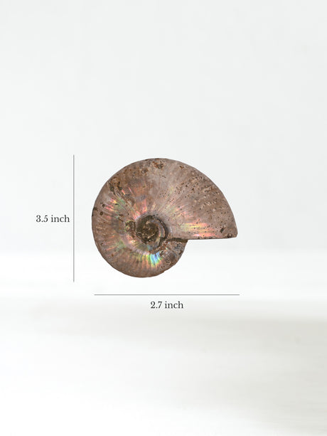 Iridescent Ammonite G Dimension | Cg864