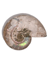 Iridescent Ammonite J | Cg1169
