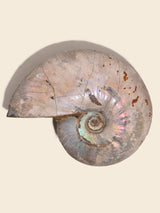 Iridescent Ammonite