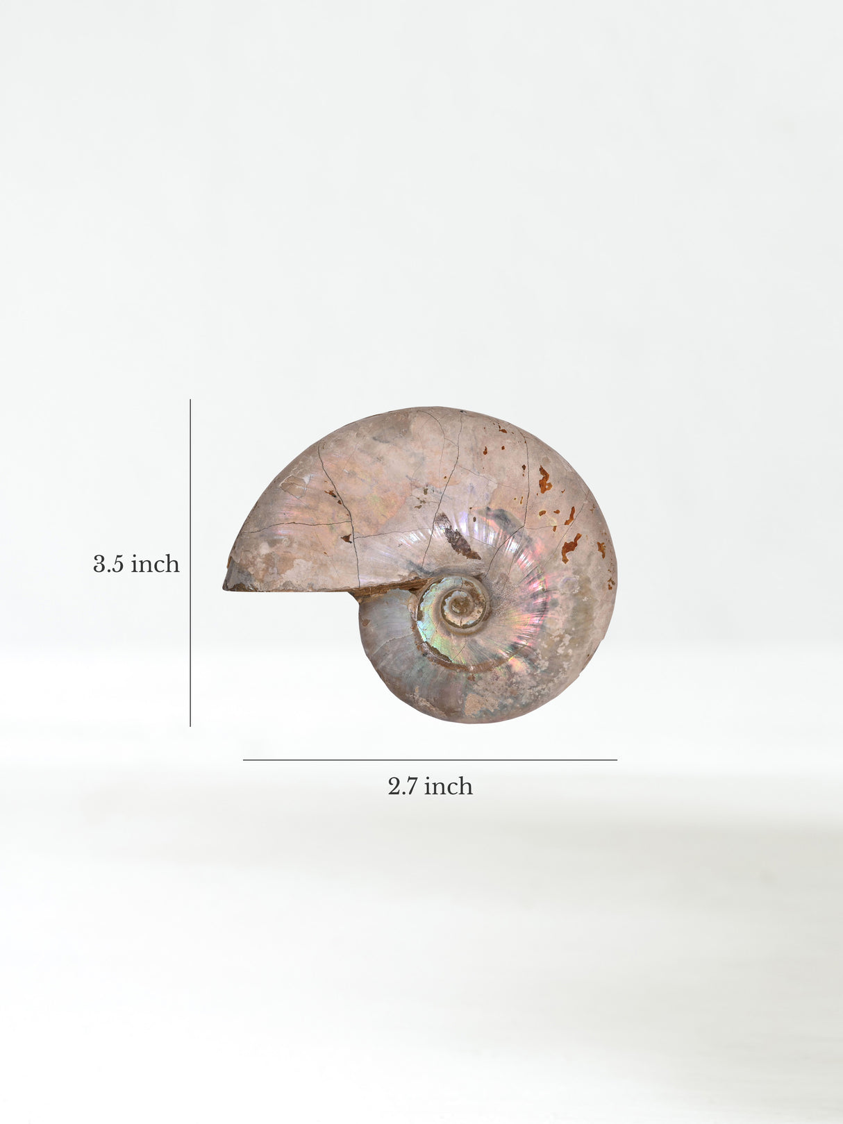 Iridescent Ammonite J 2 | Cg1169