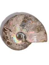 Iridescent Ammonite A 1 | Cg858