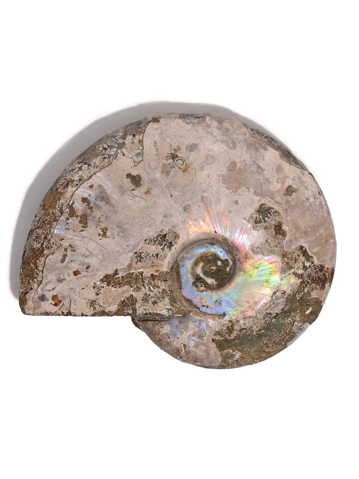 Iridescent Ammonite A | Cg858