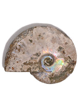 Iridescent Ammonite A | Cg858
