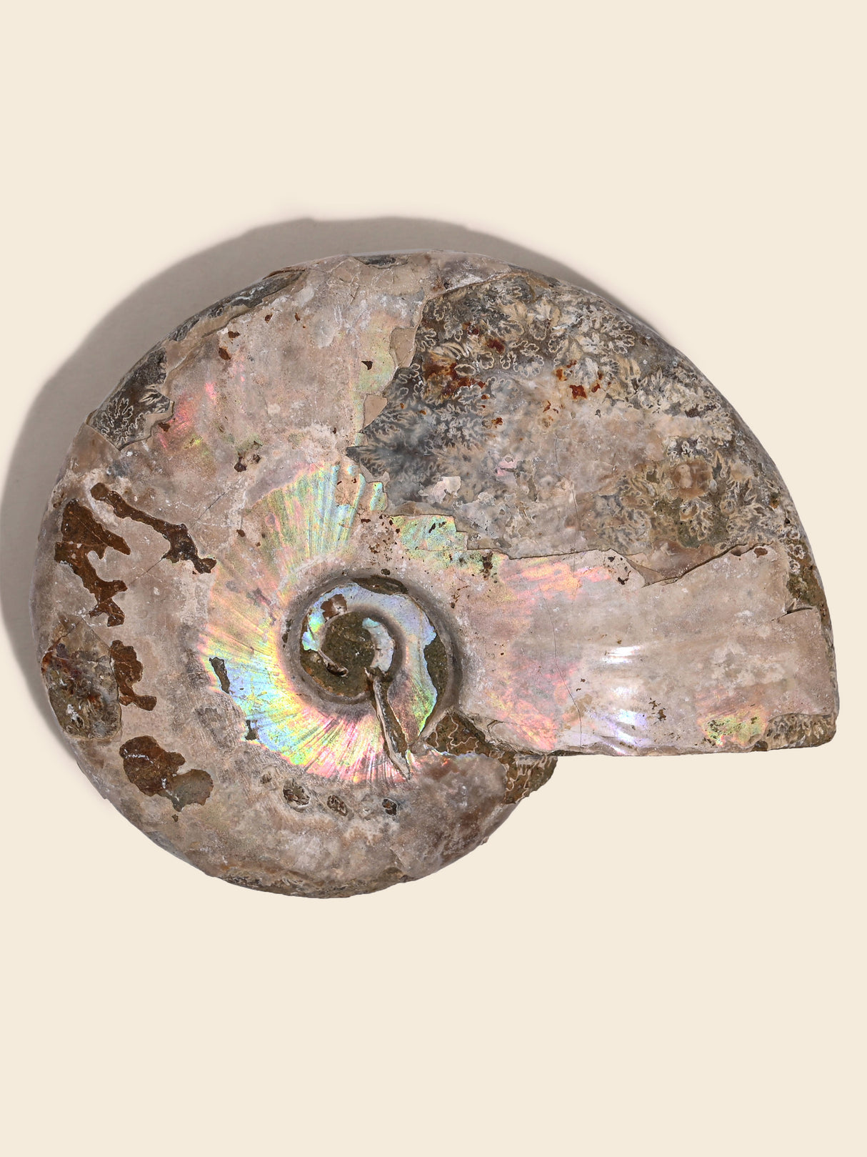Iridescent Ammonite
