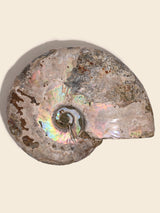 Iridescent Ammonite