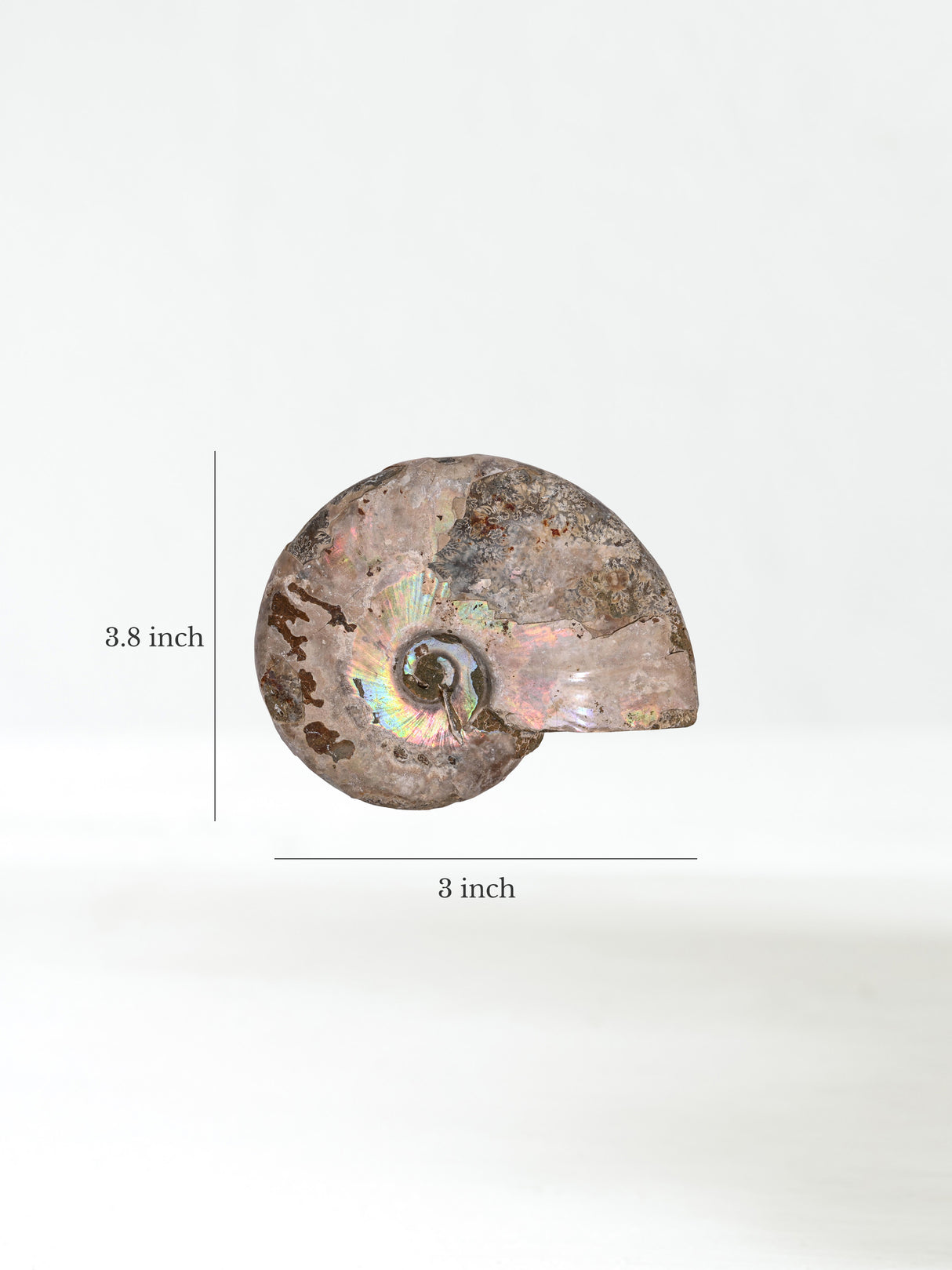 Iridescent Ammonite A  2 | Cg858