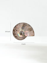 Iridescent Ammonite A  2 | Cg858