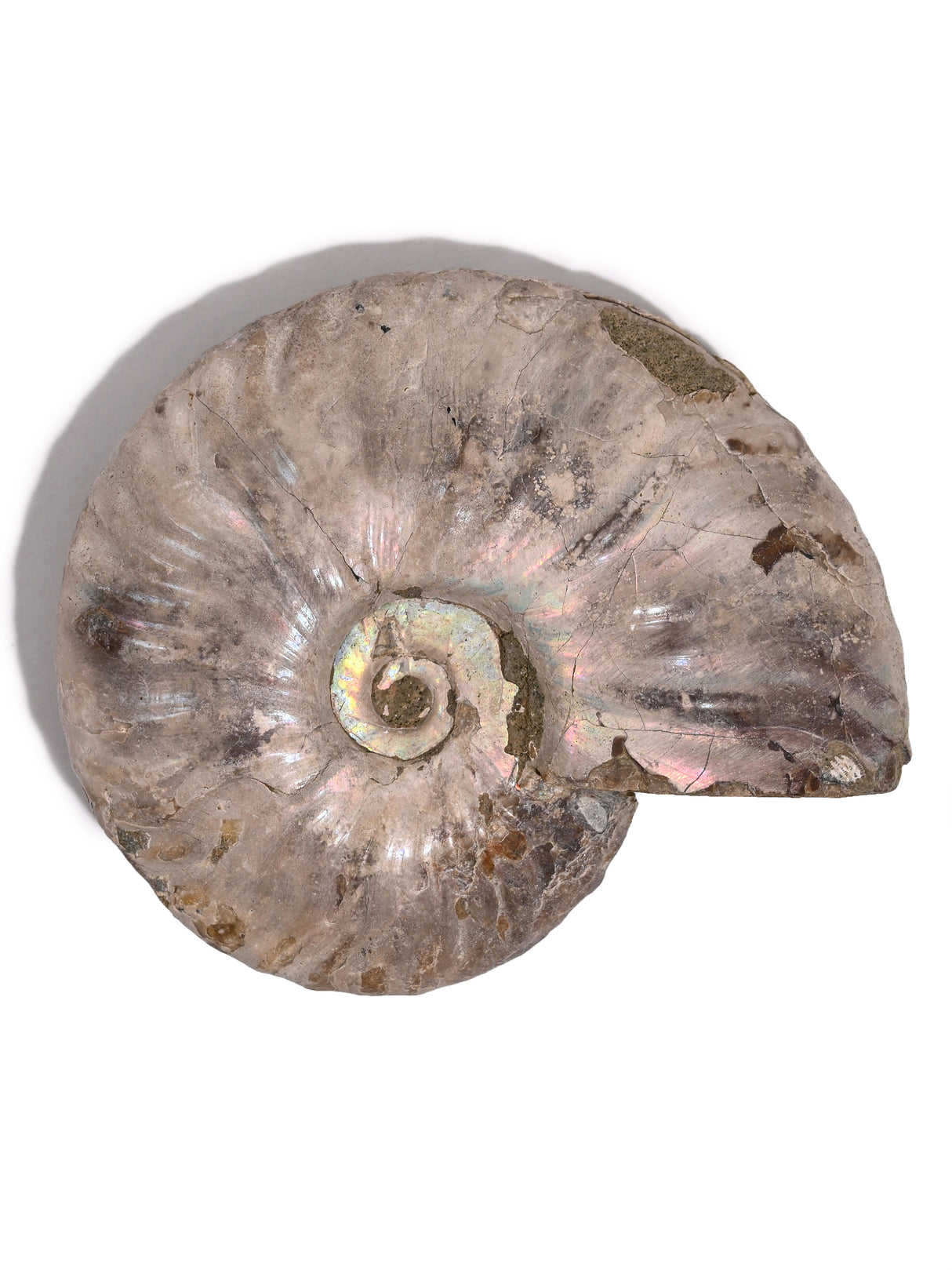 Iridescent Ammonite H 1 | Cg865