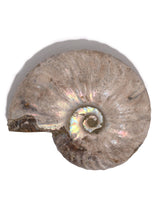 Iridescent Ammonite H | Cg865