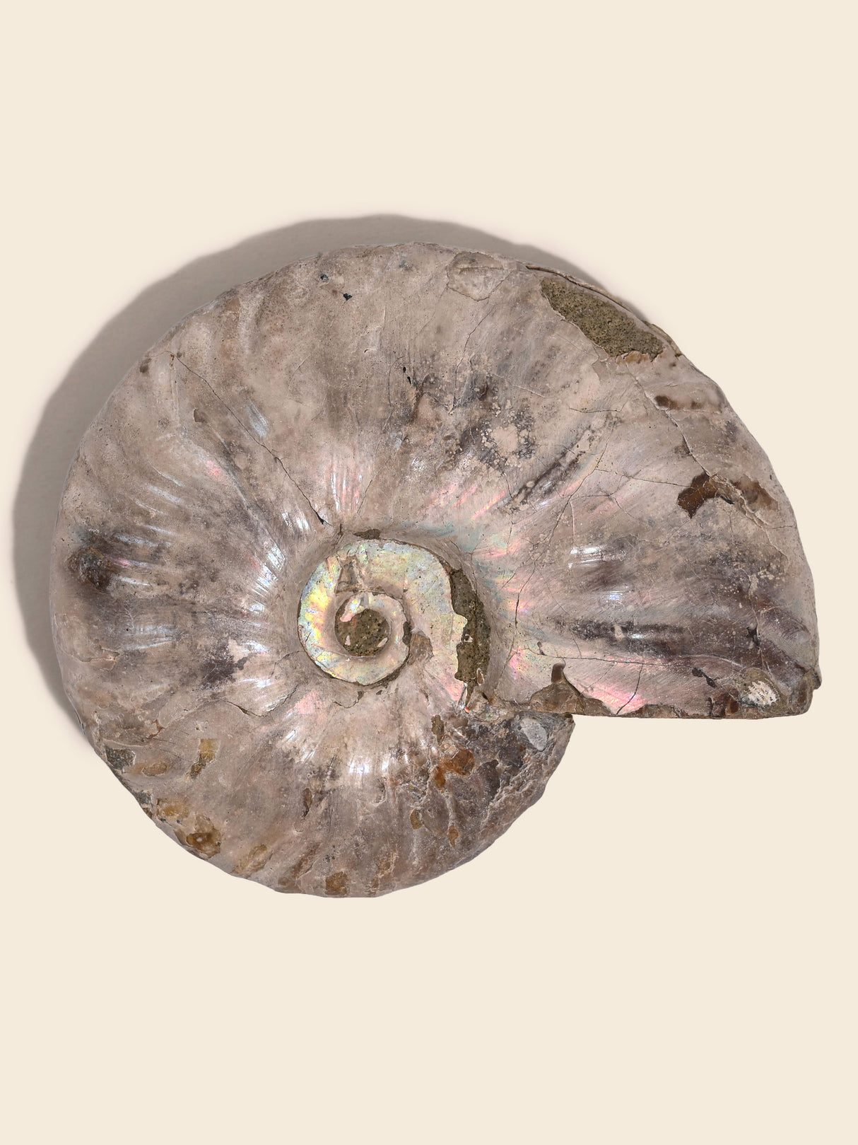Iridescent Ammonite