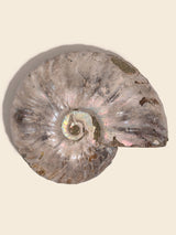Iridescent Ammonite