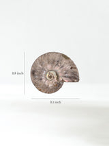 Iridescent Ammonite H 2 | Cg865