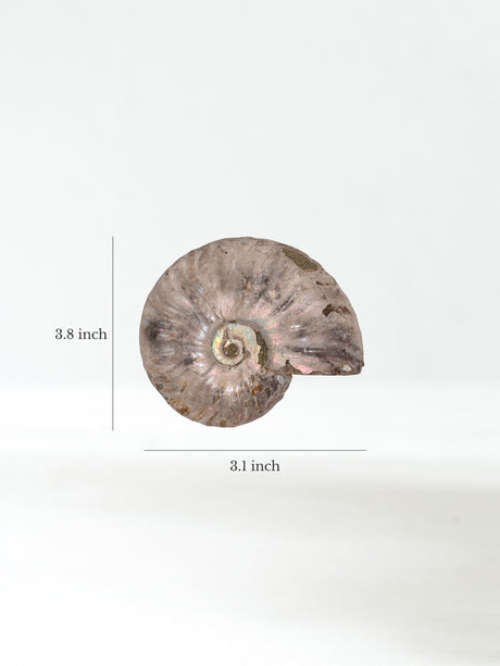 Iridescent Ammonite H 2 | Cg865
