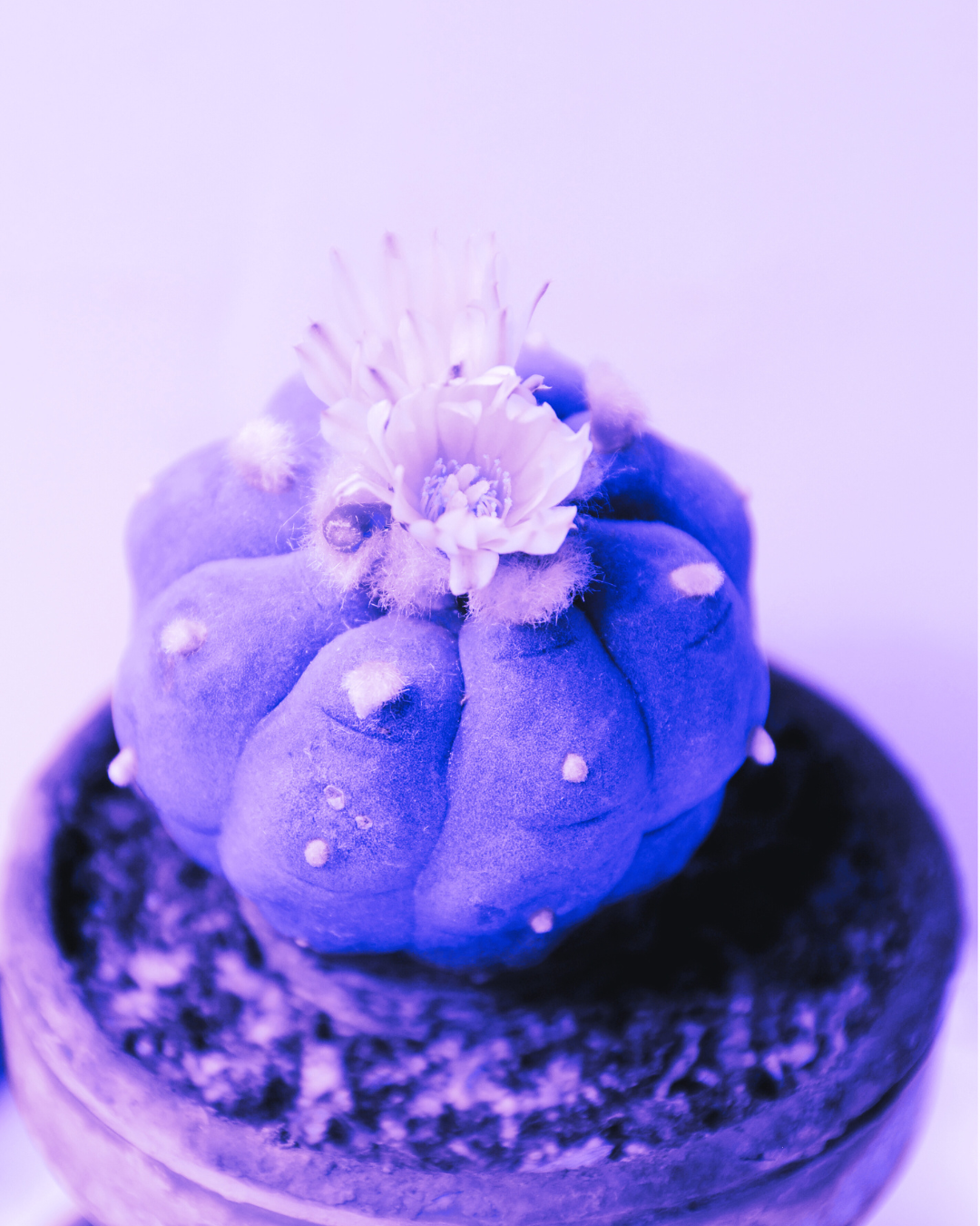Ceremonial Plant Essence Bundle 3 | sf100