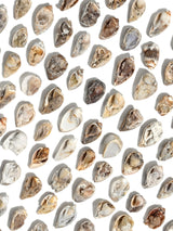 Druzy Fossilized Shell | Cg1139