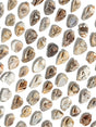 Druzy Fossilized Shell | Cg1139