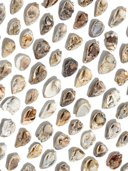 Druzy Fossilized Shell | Cg1139