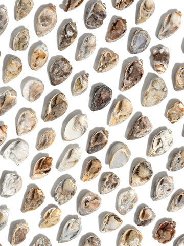 Druzy Fossilized Shell