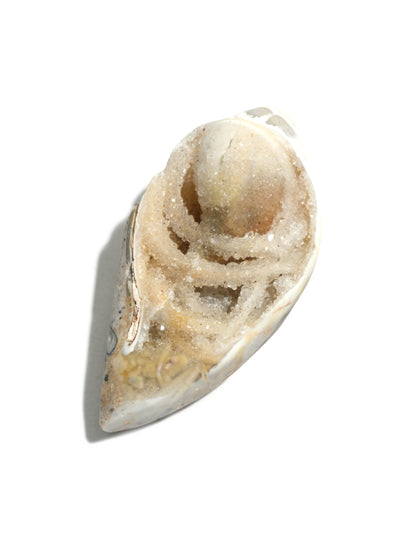 Druzy Fossilized Shell 1 | Cg1139