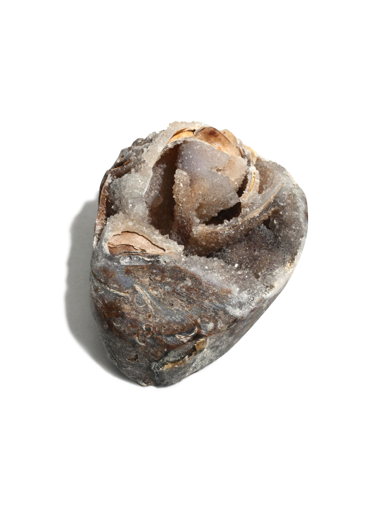 Druzy Fossilized Shell 2 | Cg1139