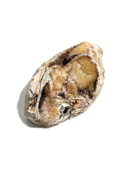 Druzy Fossilized Shell 3 | Cg1139