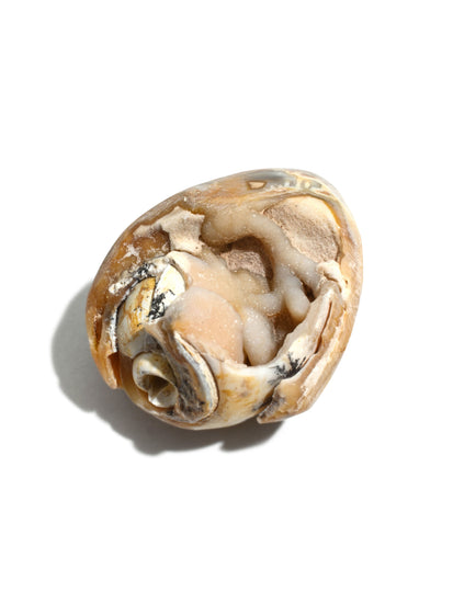 Druzy Fossilized Shell 5 | Cg1139