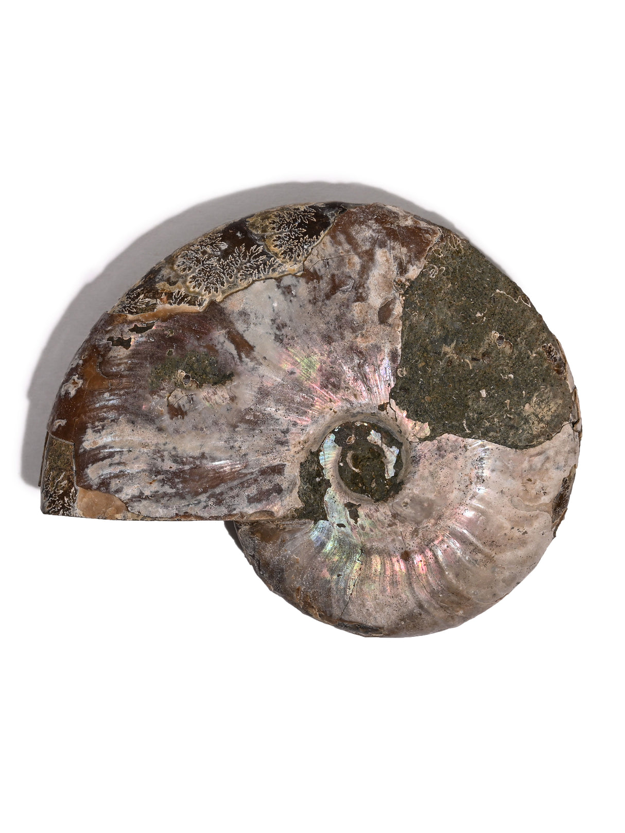 Iridescent Ammonite I | Cg1168