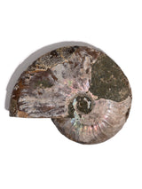 Iridescent Ammonite I | Cg1168