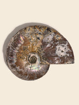 Iridescent Ammonite