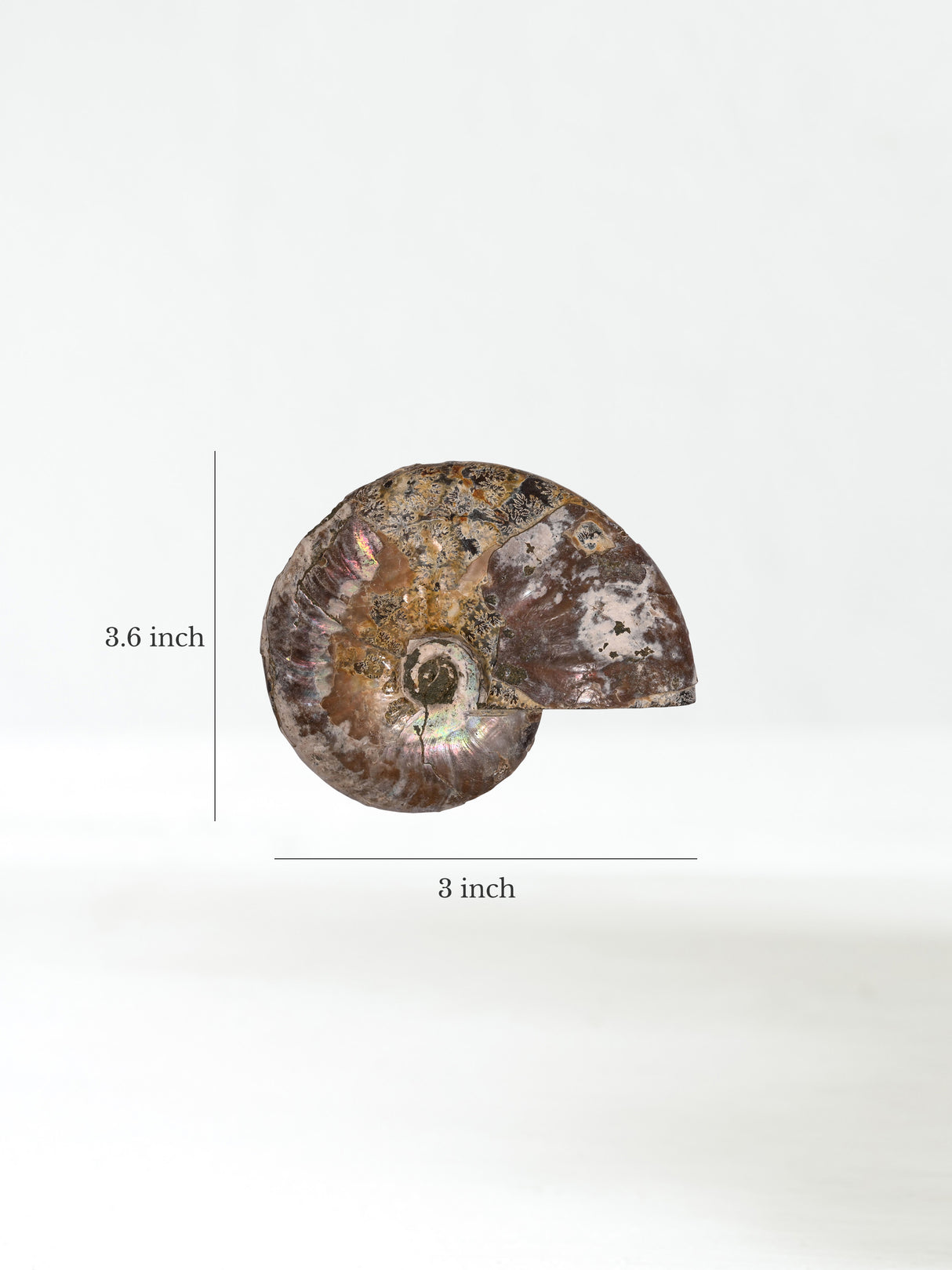 Iridescent Ammonite I Dimension | Cg1168