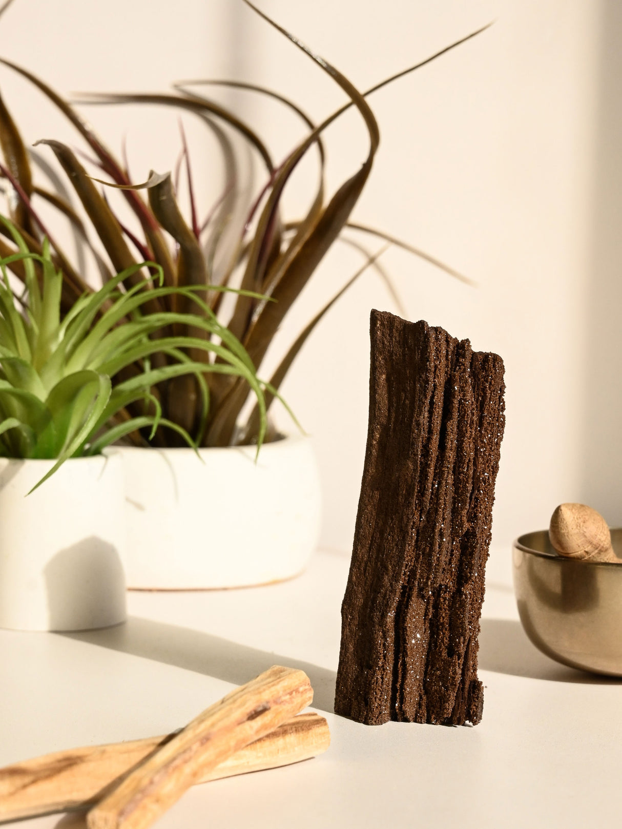 Permineralized Wood