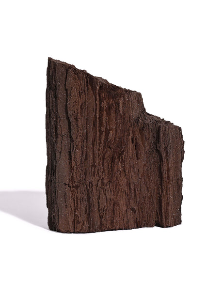 Permineralized Wood C | Cg1181