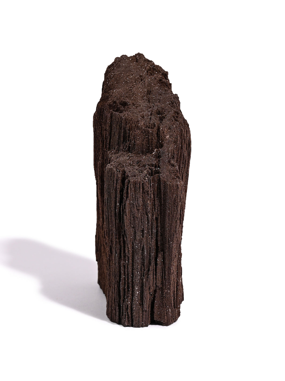 Permineralized Wood C 1 | Cg1181