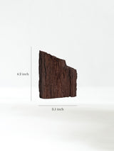 Permineralized Wood C Dimension | Cg1181