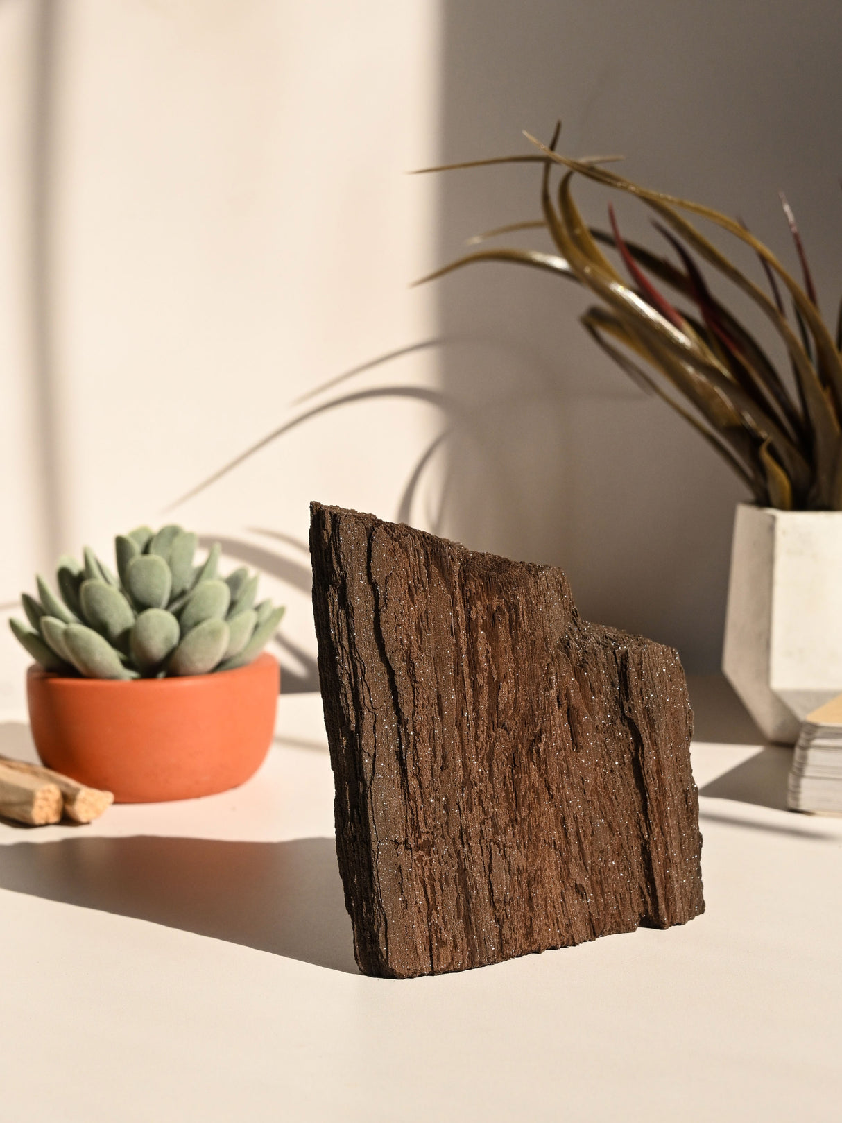 Permineralized Wood