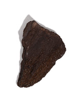 Permineralized Wood D 1 | Cg1182