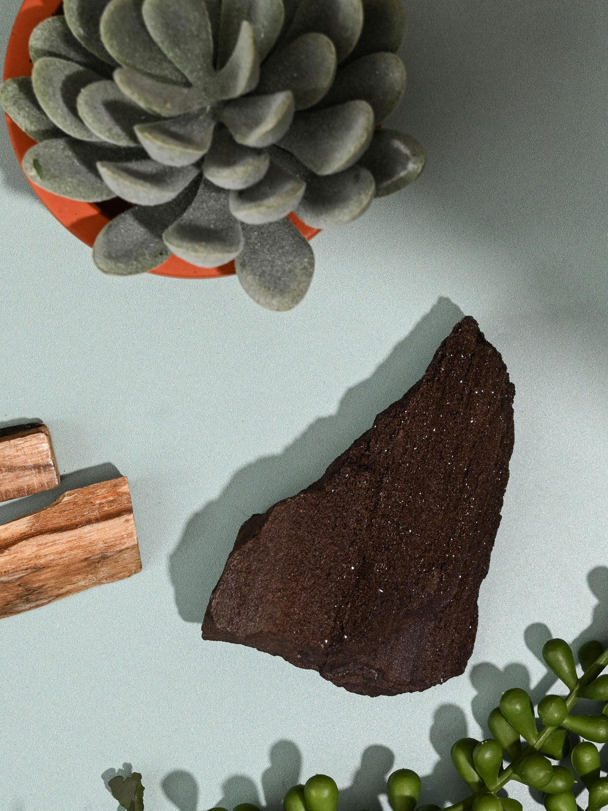 Permineralized Wood
