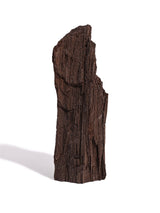 Permineralized Wood H | Cg1186