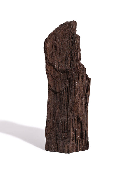 Permineralized Wood H | Cg1186