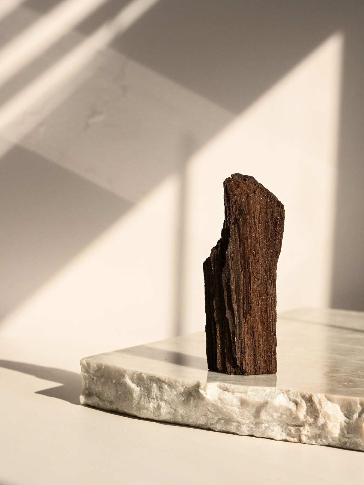Permineralized Wood