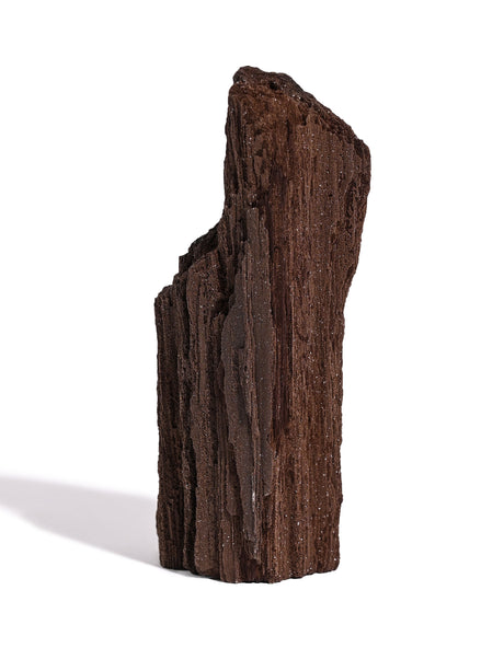 Permineralized Wood H 2 | Cg1186