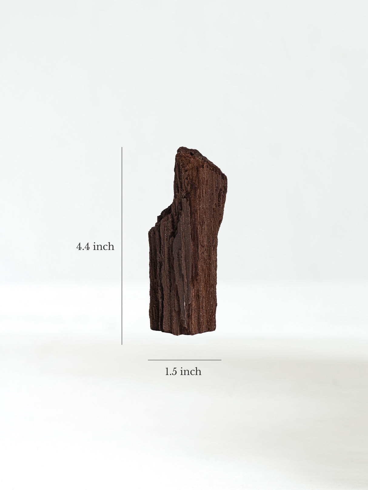 Permineralized Wood H Dimension | Cg1186