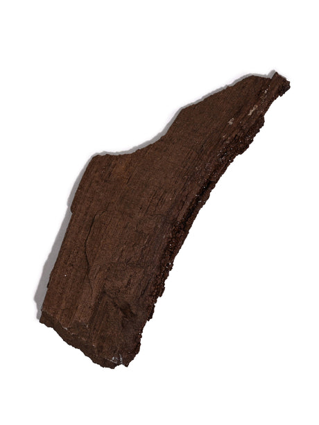 Permineralized Wood K 1 | Cg1189