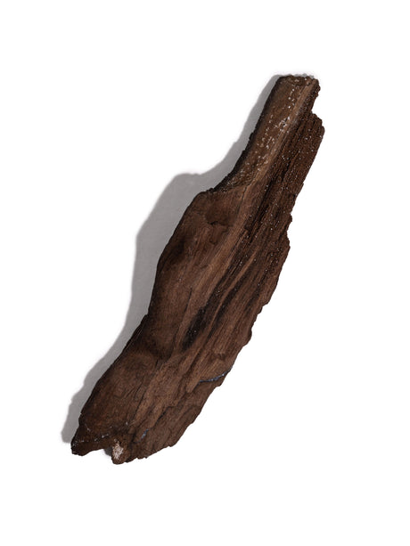 Permineralized Wood L | Cg1190