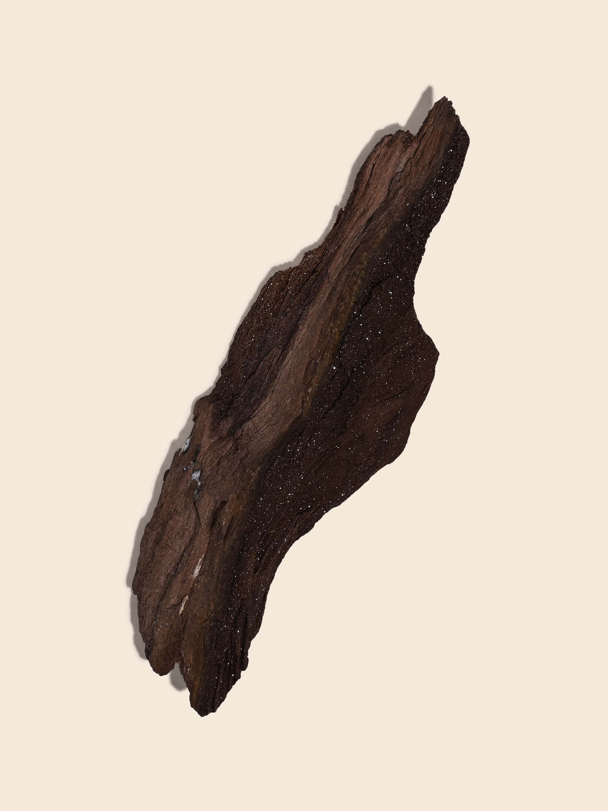 Permineralized Wood